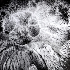 Léa Barbazanges, Enregistrements photosensibles de cristaux, 2013, papier baryte réalisé par photosensibilité, 80 x  80 cm