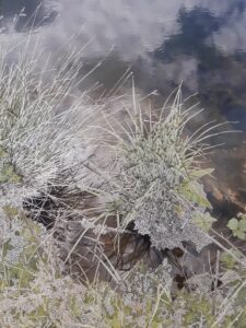 Raphaëlle Peria, La touffe d'herbe, grattage sur photographie, 60 x 40 cm, 2019