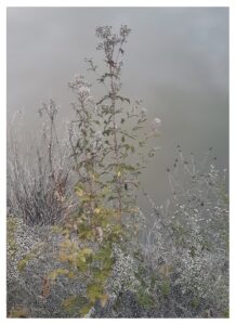 Raphaëlle Peria, Les herbiers, grattage sur photographie, 80 x 60 cm, 2019
