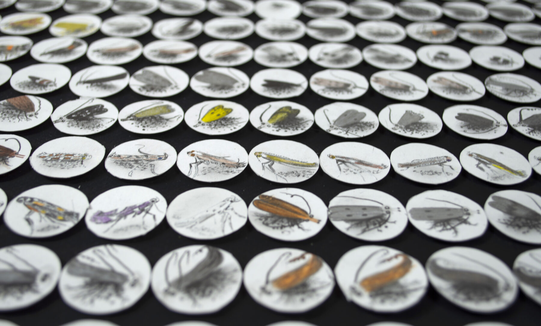 Hipkiss, Macrolepidoptera detail, 2021. ©Hipkiss